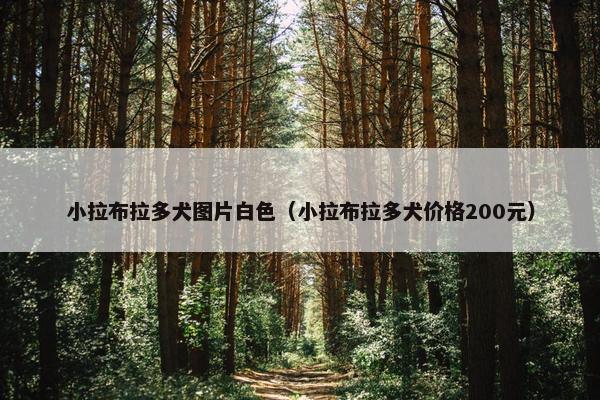 小拉布拉多犬图片白色（小拉布拉多犬价格200元）