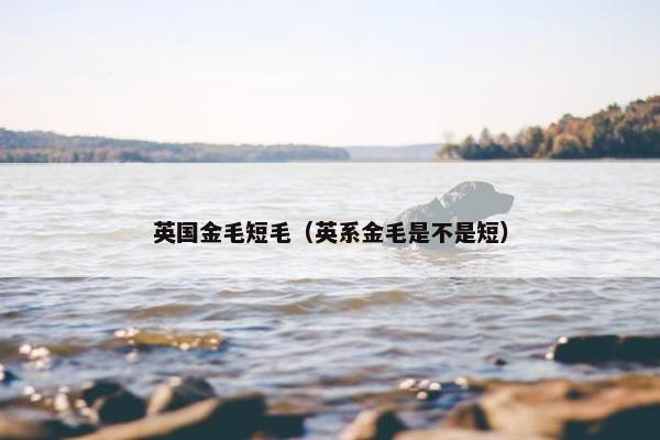英国金毛短毛（英系金毛是不是短）