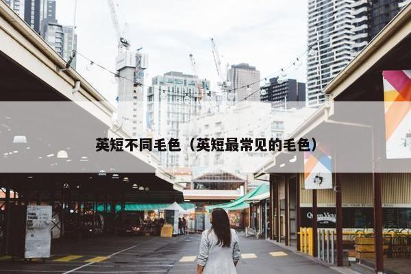 英短不同毛色（英短最常见的毛色）