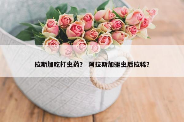 拉斯加吃打虫药？ 阿拉斯加驱虫后拉稀？