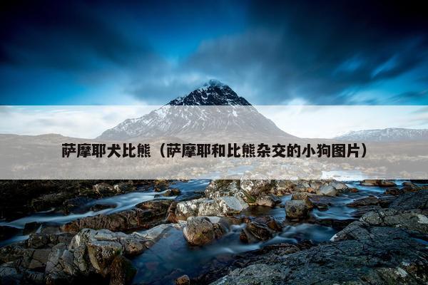 萨摩耶犬比熊（萨摩耶和比熊杂交的小狗图片）