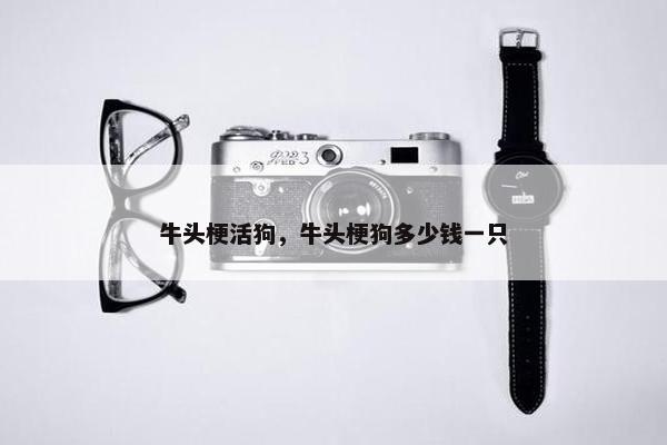 牛头梗活狗，牛头梗狗多少钱一只