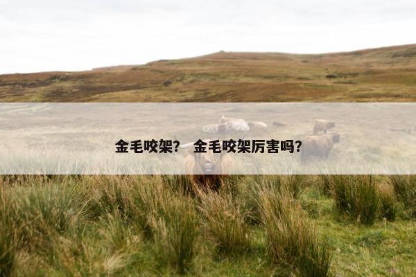 金毛咬架？ 金毛咬架厉害吗？