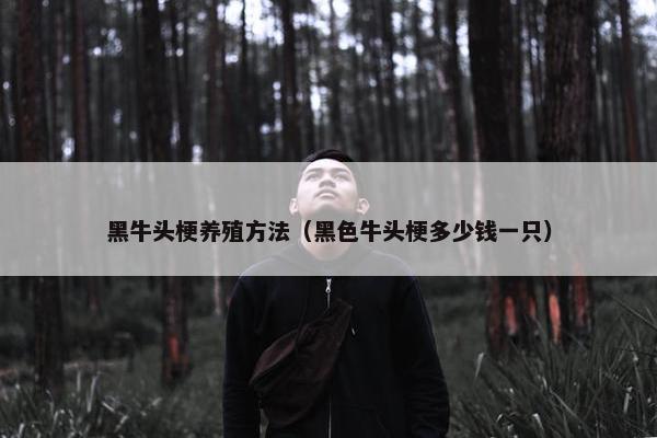 黑牛头梗养殖方法（黑色牛头梗多少钱一只）