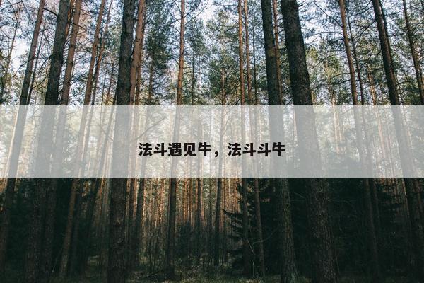 法斗遇见牛，法斗斗牛