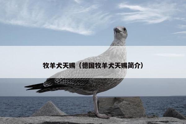 牧羊犬天赐（德国牧羊犬天赐简介）