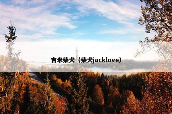 吉米柴犬（柴犬jacklove）
