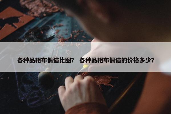 各种品相布偶猫比图？ 各种品相布偶猫的价格多少？