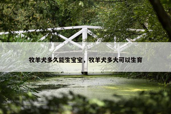 牧羊犬多久能生宝宝，牧羊犬多大可以生育