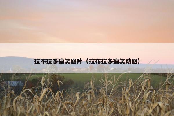 拉不拉多搞笑图片（拉布拉多搞笑动图）