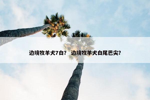 边境牧羊犬7白？ 边境牧羊犬白尾巴尖？