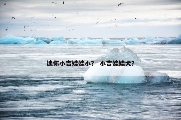 迷你小吉娃娃小？ 小吉娃娃犬？