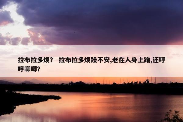 拉布拉多烦？ 拉布拉多烦躁不安,老在人身上蹭,还哼哼唧唧？