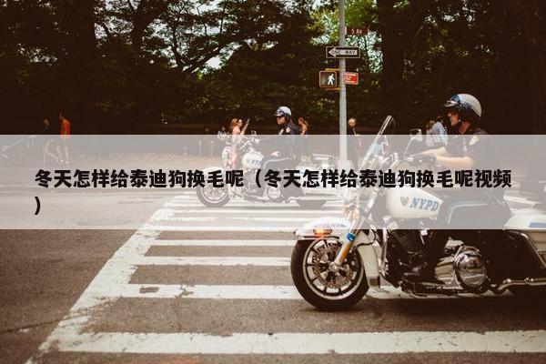 冬天怎样给泰迪狗换毛呢（冬天怎样给泰迪狗换毛呢视频）
