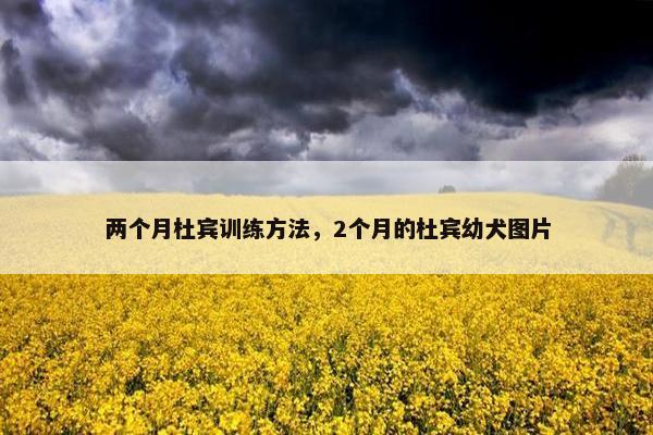 两个月杜宾训练方法，2个月的杜宾幼犬图片