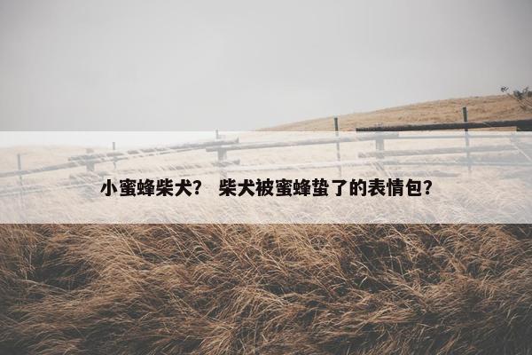小蜜蜂柴犬？ 柴犬被蜜蜂蛰了的表情包？