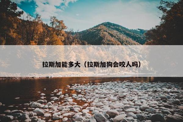 拉斯加能多大（拉斯加狗会咬人吗）