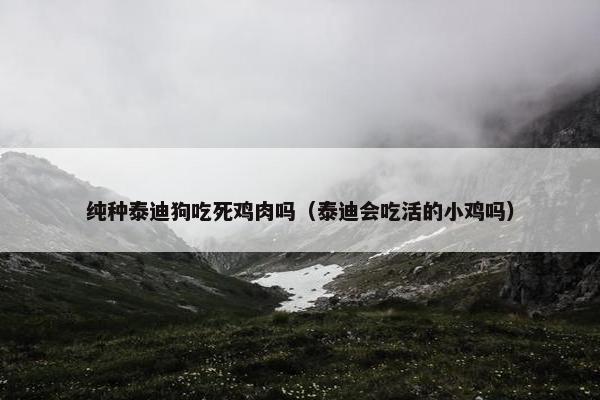 纯种泰迪狗吃死鸡肉吗（泰迪会吃活的小鸡吗）