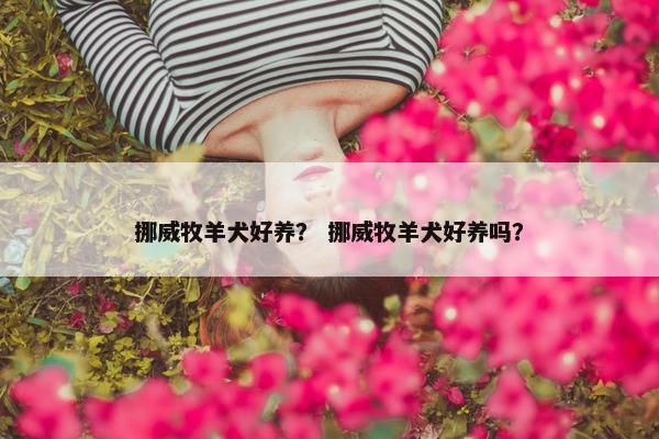 挪威牧羊犬好养？ 挪威牧羊犬好养吗？