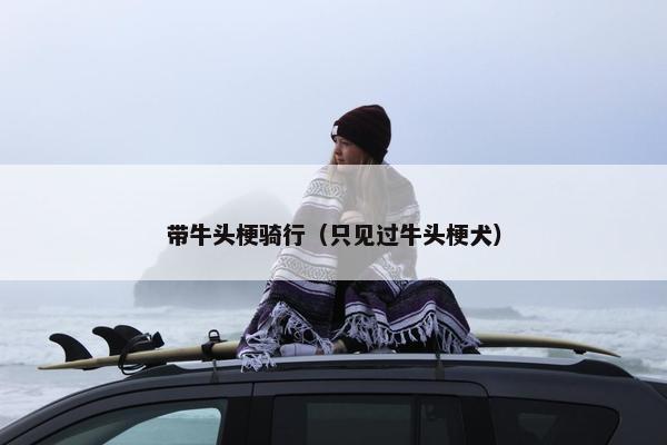 带牛头梗骑行（只见过牛头梗犬）