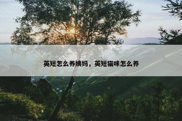 英短怎么养姨妈，英短猫咪怎么养
