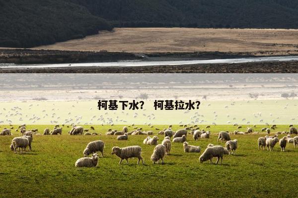 柯基下水？ 柯基拉水？