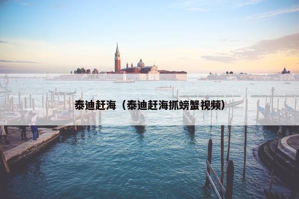 泰迪赶海（泰迪赶海抓螃蟹视频）