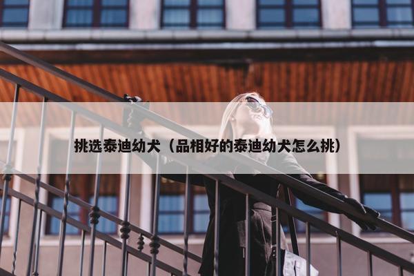 挑选泰迪幼犬（品相好的泰迪幼犬怎么挑）