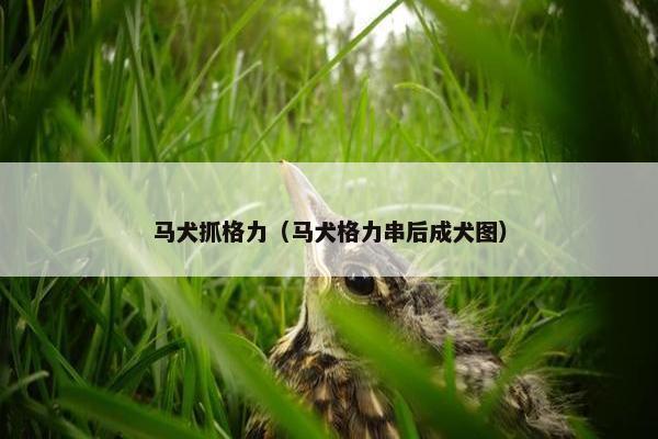 马犬抓格力（马犬格力串后成犬图）