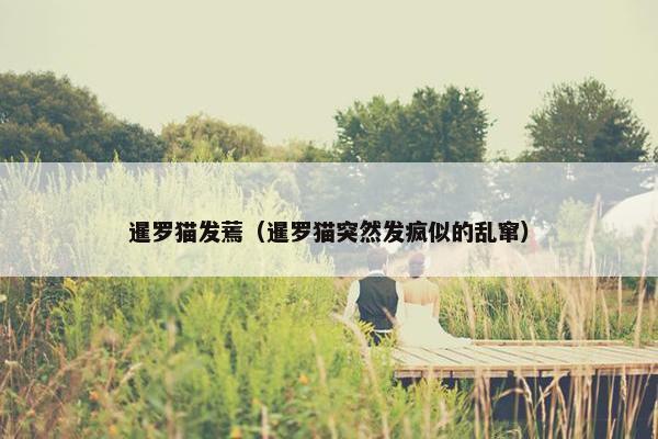 暹罗猫发蔫（暹罗猫突然发疯似的乱窜）