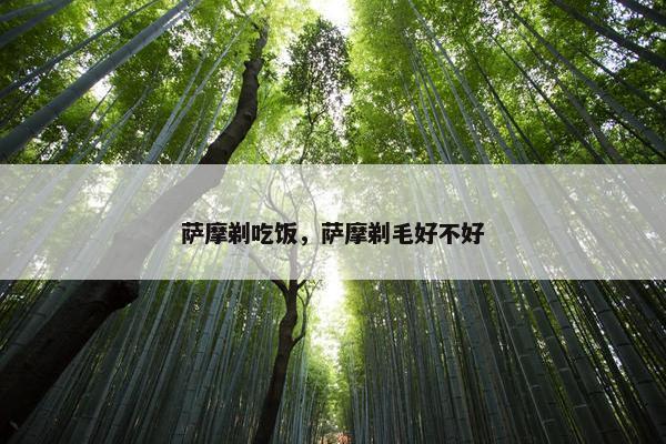萨摩剃吃饭，萨摩剃毛好不好