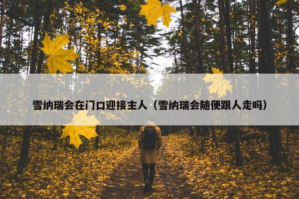雪纳瑞会在门口迎接主人（雪纳瑞会随便跟人走吗）