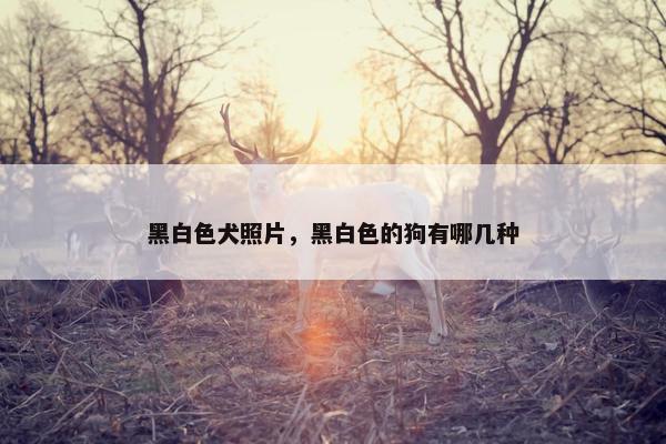 黑白色犬照片，黑白色的狗有哪几种