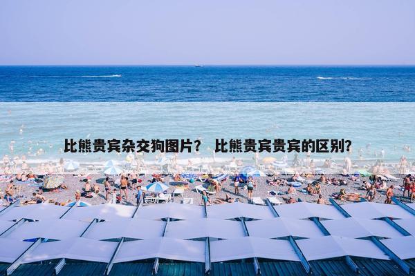 比熊贵宾杂交狗图片？ 比熊贵宾贵宾的区别？
