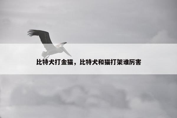 比特犬打金猫，比特犬和猫打架谁厉害