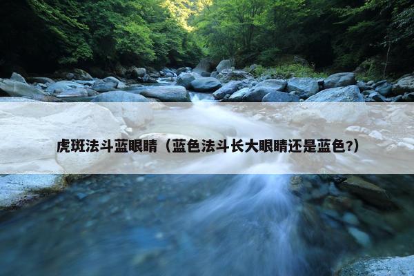 虎斑法斗蓝眼睛（蓝色法斗长大眼睛还是蓝色?）