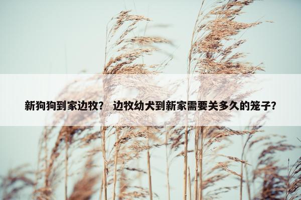 新狗狗到家边牧？ 边牧幼犬到新家需要关多久的笼子？