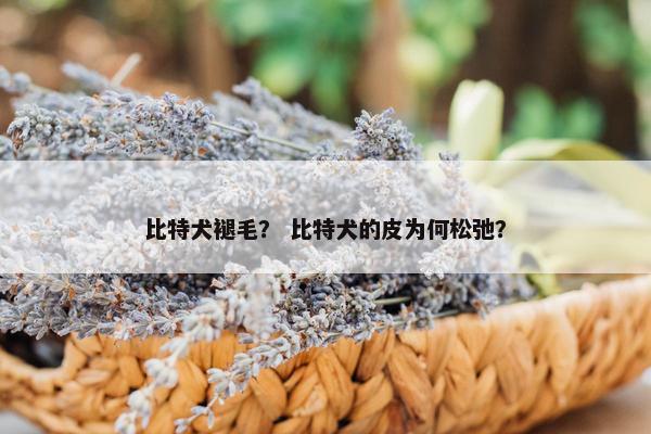 比特犬褪毛？ 比特犬的皮为何松弛？