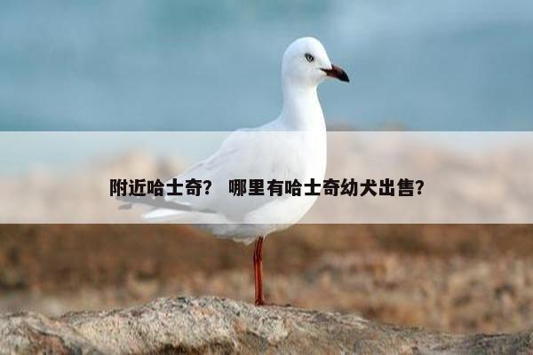 附近哈士奇？ 哪里有哈士奇幼犬出售？