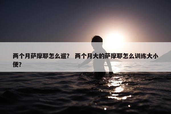 两个月萨摩耶怎么遛？ 两个月大的萨摩耶怎么训练大小便？