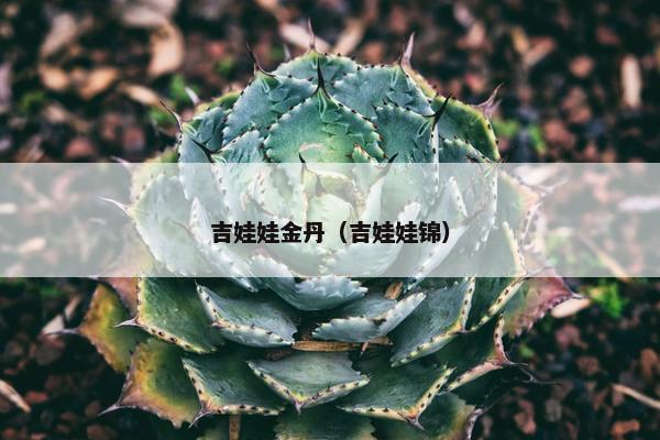 吉娃娃金丹（吉娃娃锦）