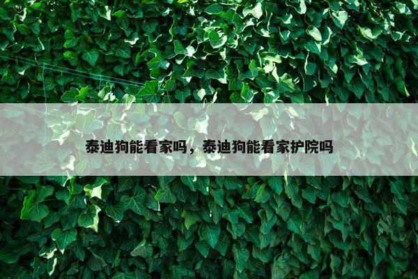 泰迪狗能看家吗，泰迪狗能看家护院吗