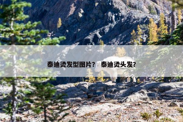 泰迪烫发型图片？ 泰迪烫头发？