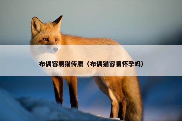 布偶容易猫传腹（布偶猫容易怀孕吗）