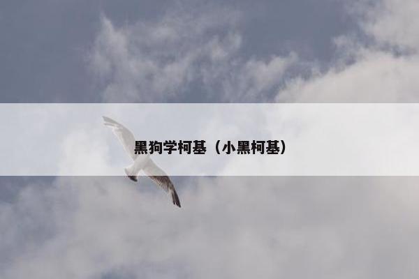 黑狗学柯基（小黑柯基）