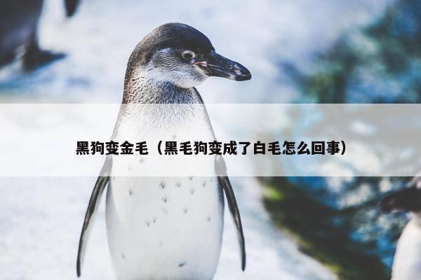 黑狗变金毛（黑毛狗变成了白毛怎么回事）