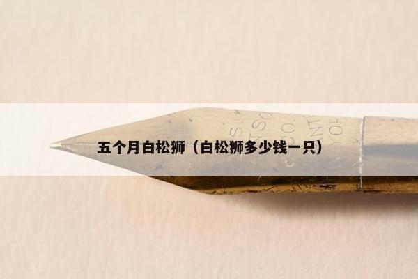 五个月白松狮（白松狮多少钱一只）