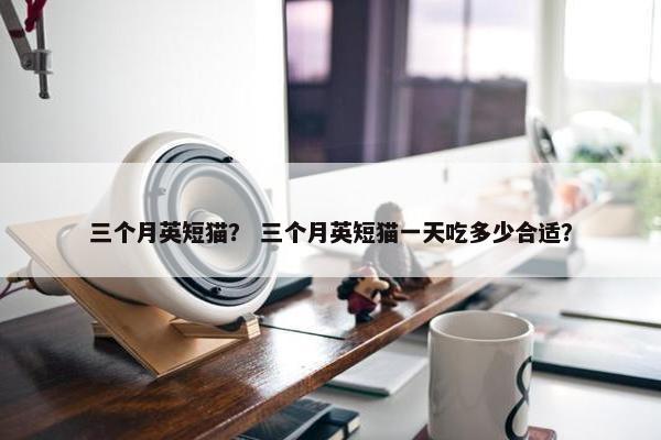 三个月英短猫？ 三个月英短猫一天吃多少合适？