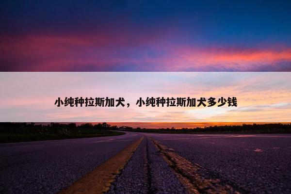 小纯种拉斯加犬，小纯种拉斯加犬多少钱