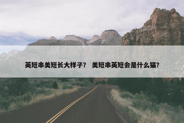 英短串美短长大样子？ 美短串英短会是什么猫？